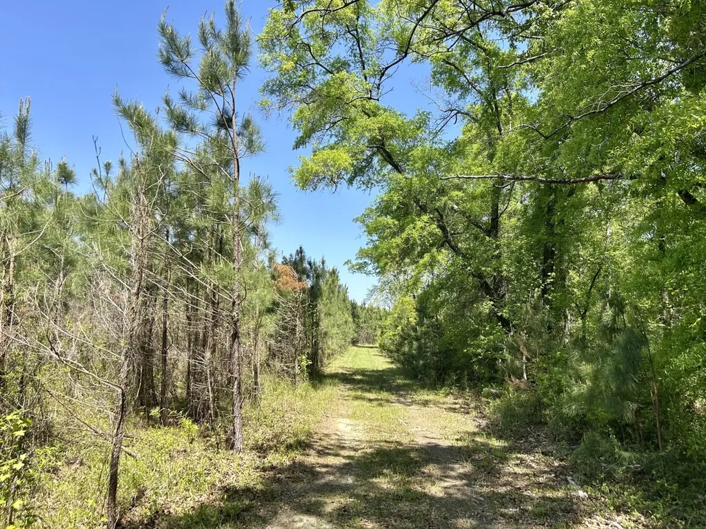 291 Pine Trail Evergreen AL 36401