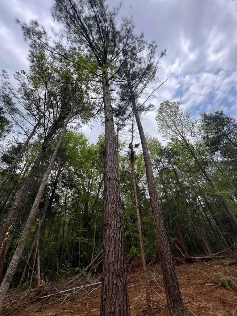 Highway 25 Highway 25 Greensboro AL 36744