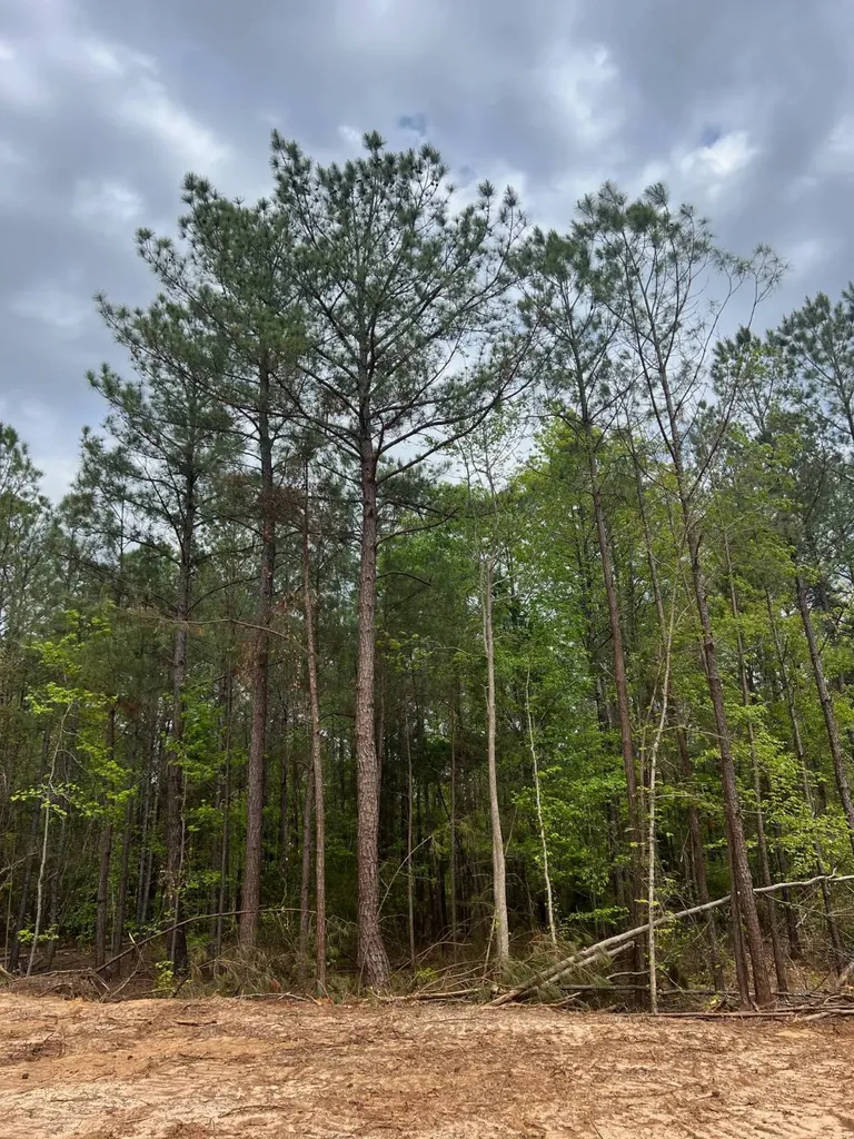 Highway 25 Highway 25 Greensboro AL 36744