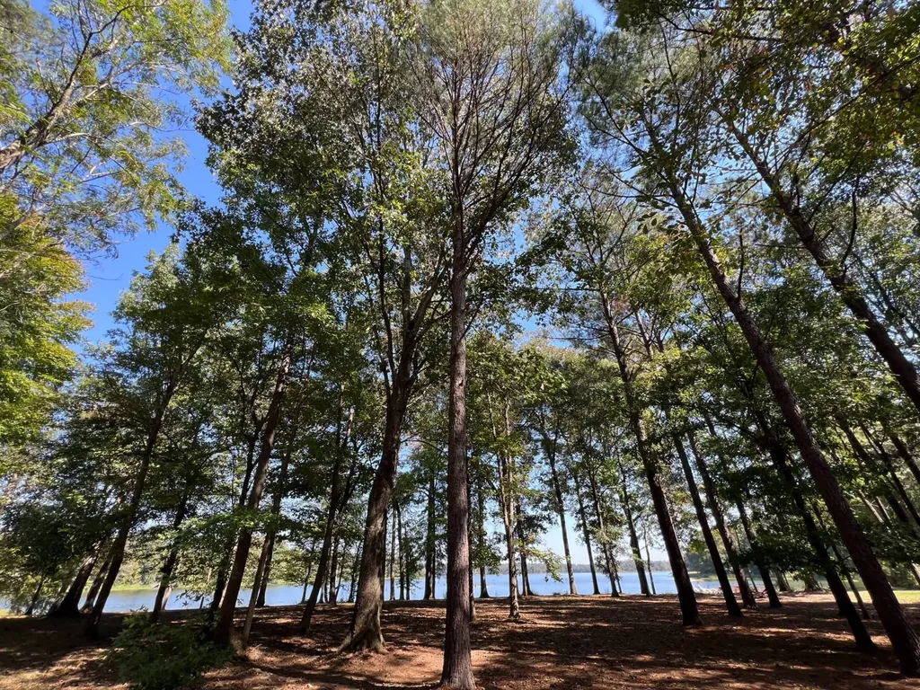 Lot 48 Black Warrior Bay Sawyerville AL 36776