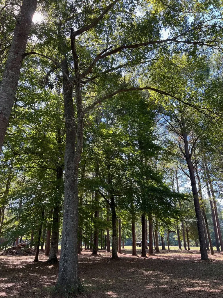 Lot 48 Black Warrior Bay Sawyerville AL 36776