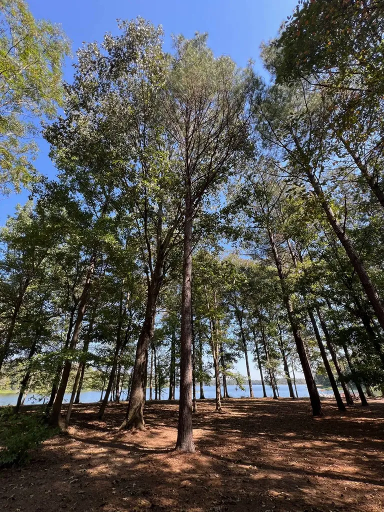 Lot 48 Black Warrior Bay Sawyerville AL 36776