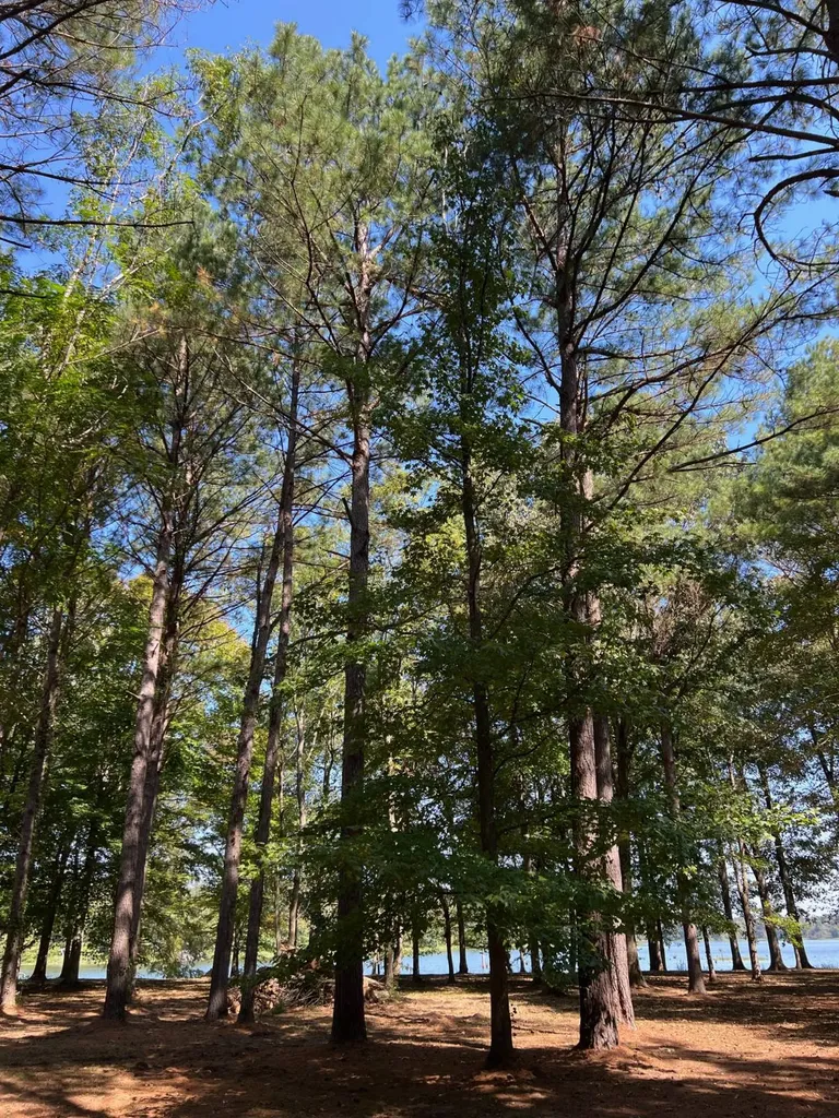 Lot 48 Black Warrior Bay Sawyerville AL 36776