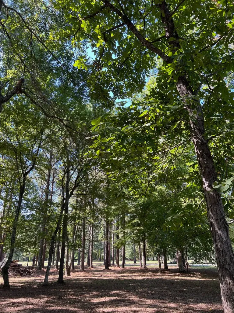 Lot 48 Black Warrior Bay Sawyerville AL 36776