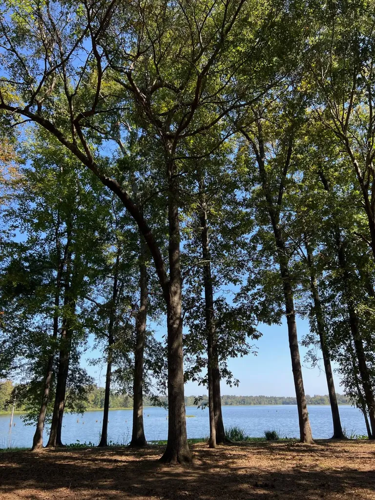 Lot 48 Black Warrior Bay Sawyerville AL 36776