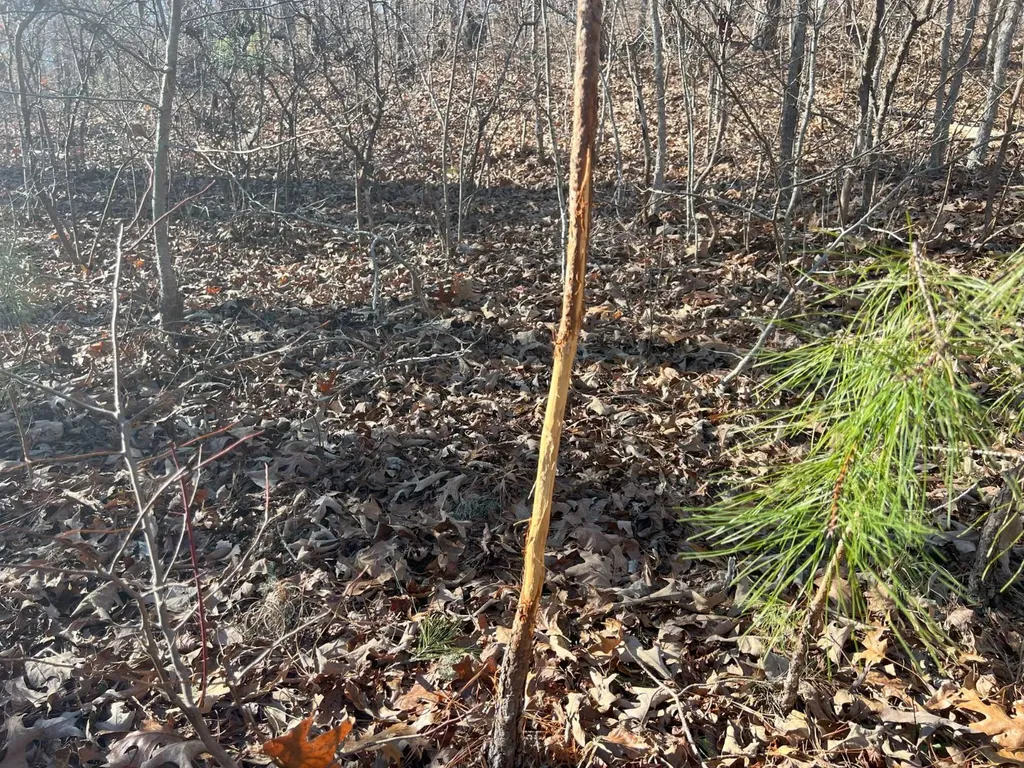 7550 Coosa Cr 49 Goodwater AL 35072