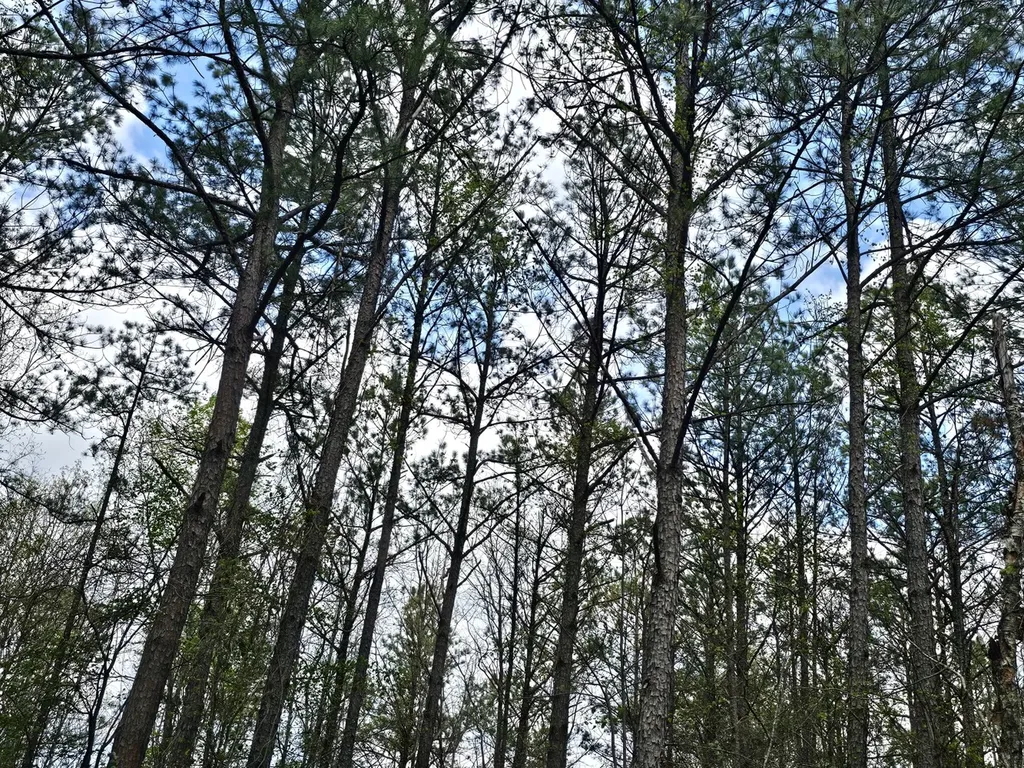 0000 County Road 10 Guin AL 35563