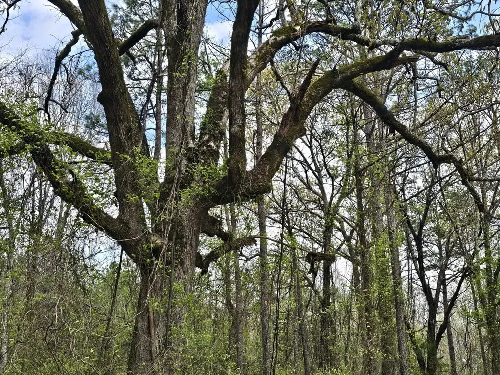 0000 County Road 10 Guin AL 35563