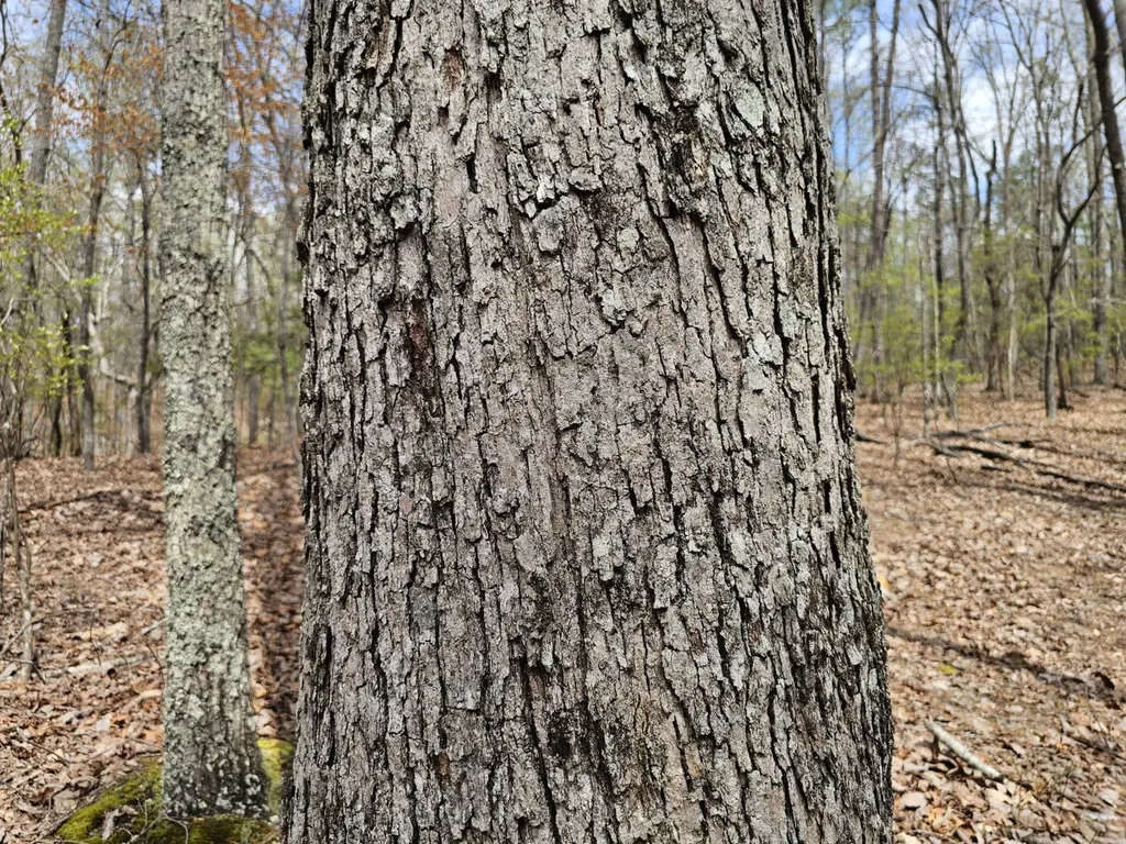 0000 County Road 10 Guin AL 35563