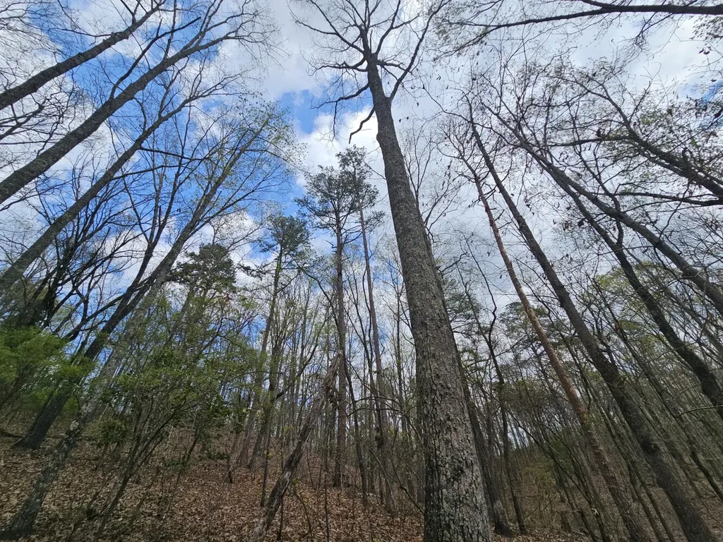 0000 County Road 10 Guin AL 35563