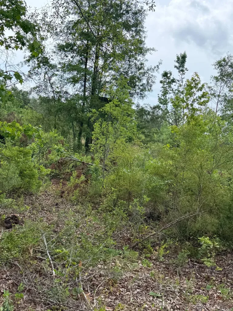 0 Live Live Oak Luverne AL 36049