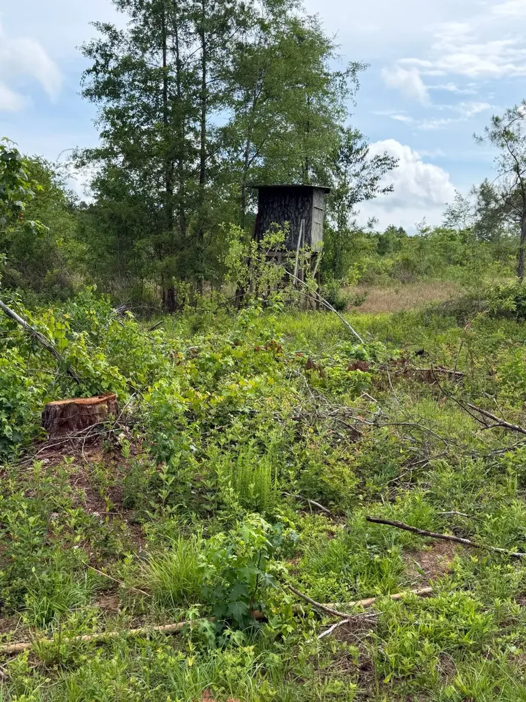 0 Live Live Oak Luverne AL 36049