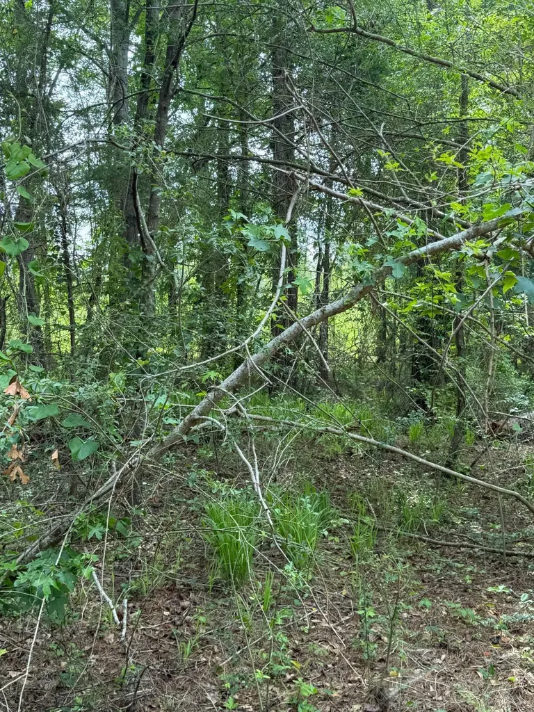 0 Live Live Oak Luverne AL 36049