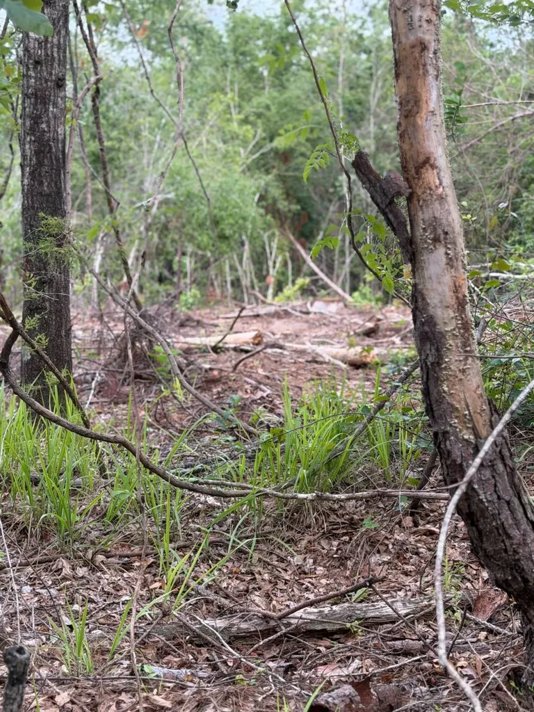 0 Live Live Oak Luverne AL 36049