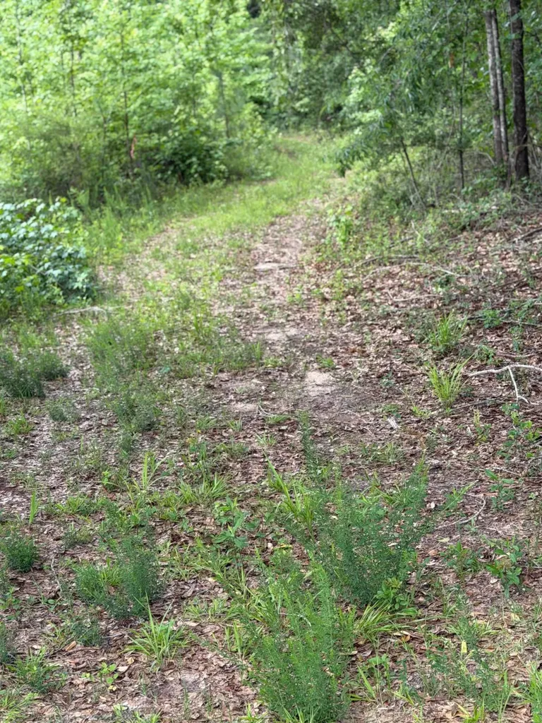 0 Live Live Oak Luverne AL 36049