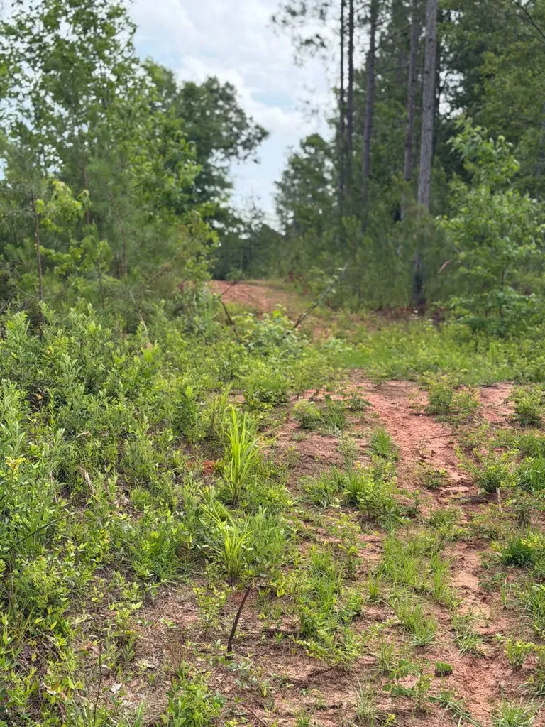 0 Live Live Oak Luverne AL 36049