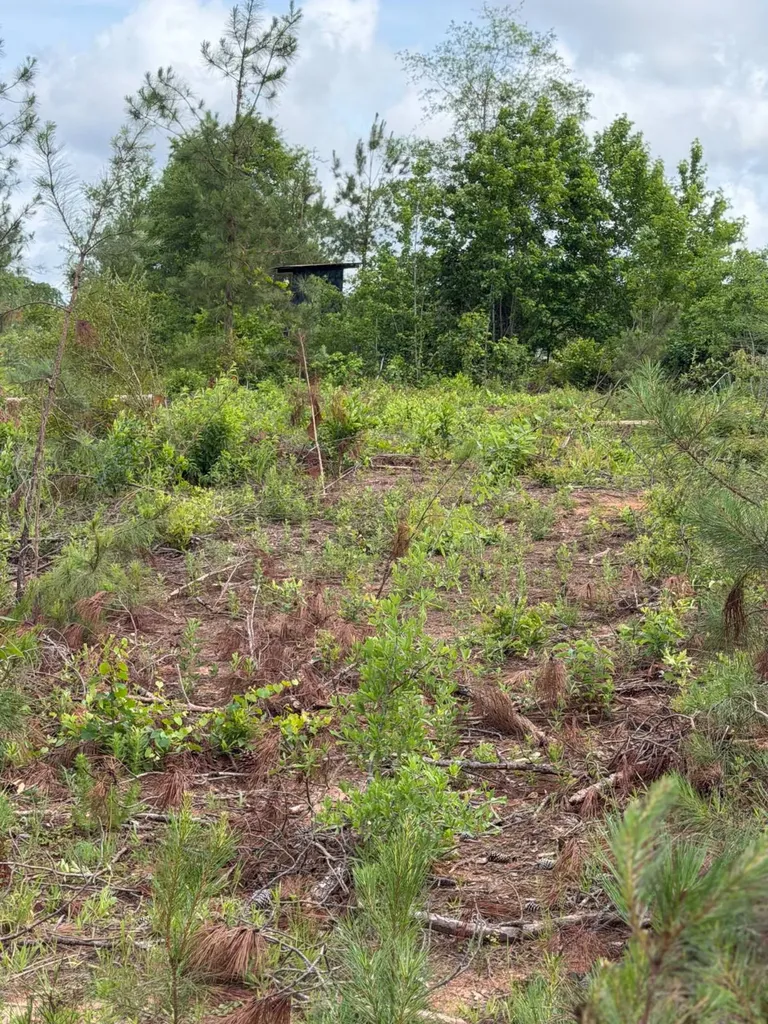 0 Live Live Oak Luverne AL 36049