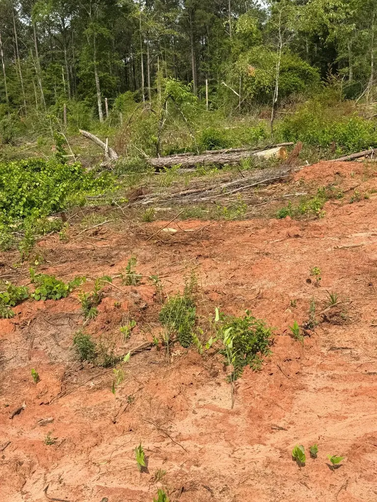 0 Live Live Oak Luverne AL 36049