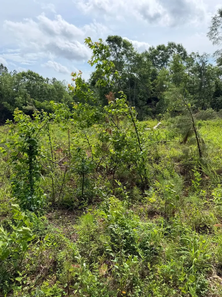 0 Live Live Oak Luverne AL 36049