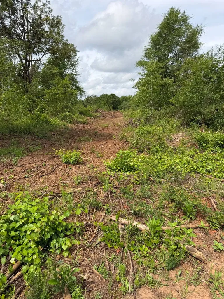 0 Live Live Oak Luverne AL 36049