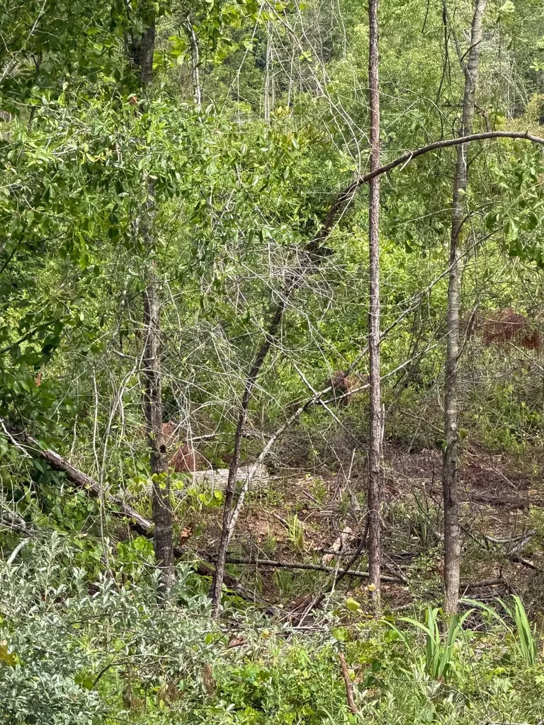 0 Live Live Oak Luverne AL 36049