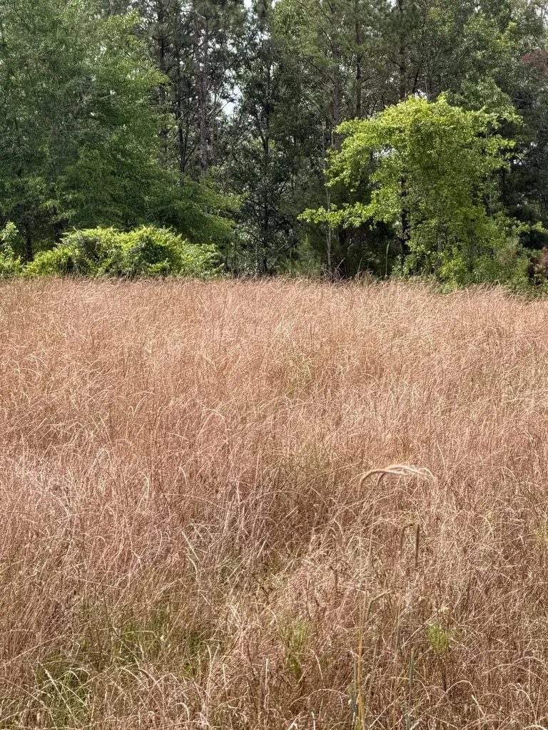 0 Live Live Oak Luverne AL 36049