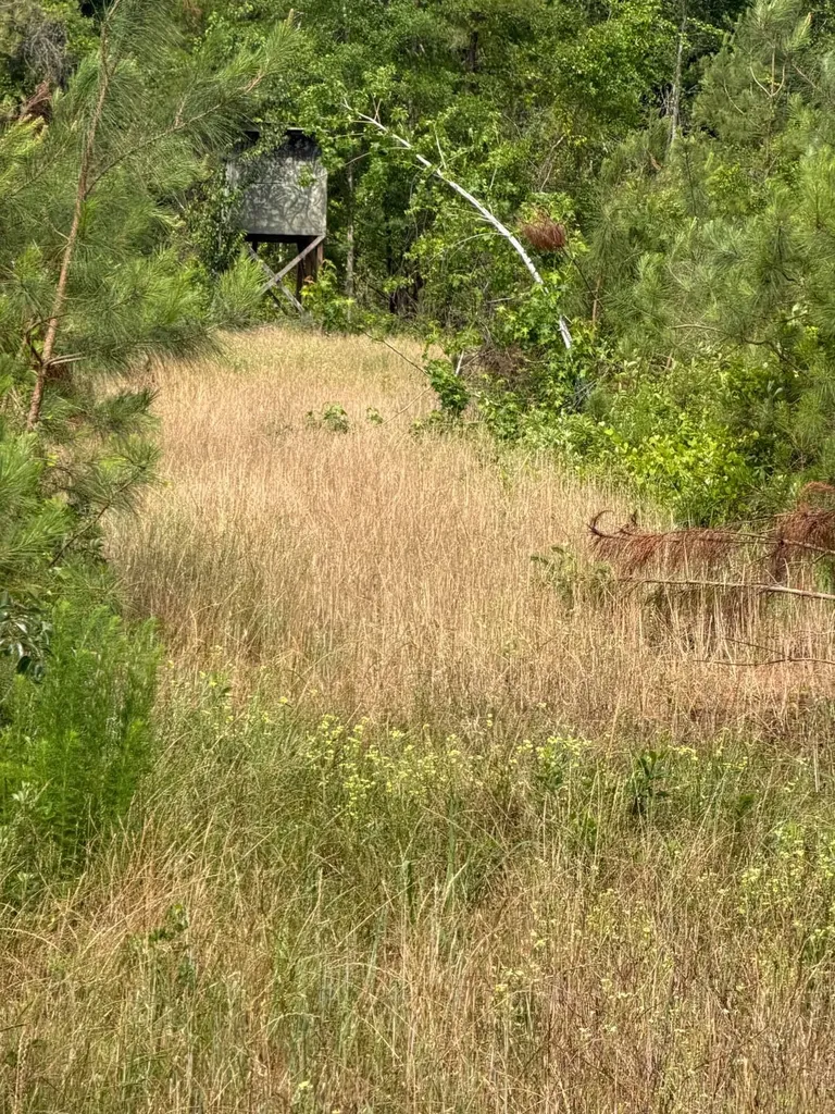 0 Live Live Oak Luverne AL 36049