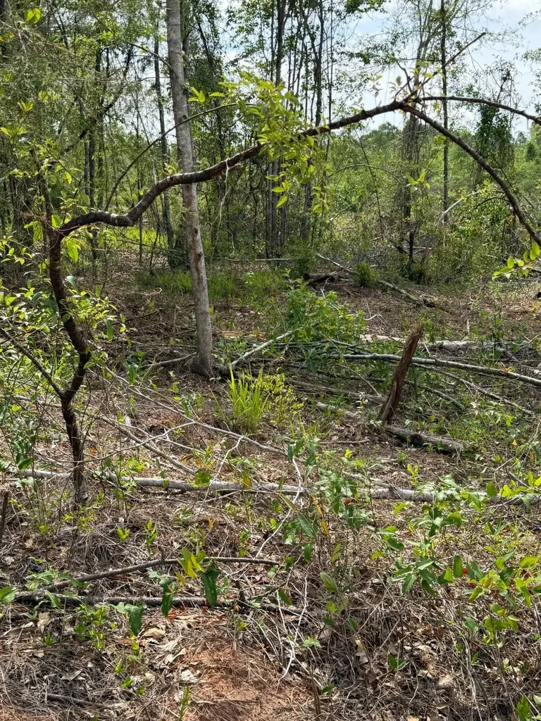 0 Live Live Oak Luverne AL 36049