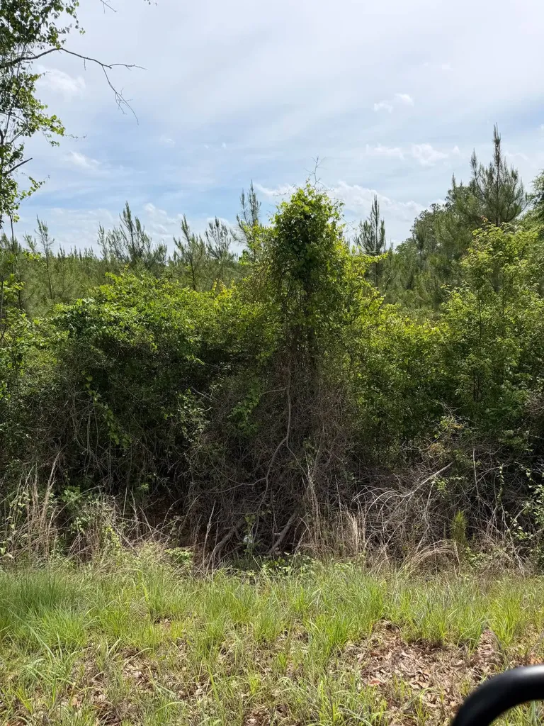 0 Live Live Oak Luverne AL 36049