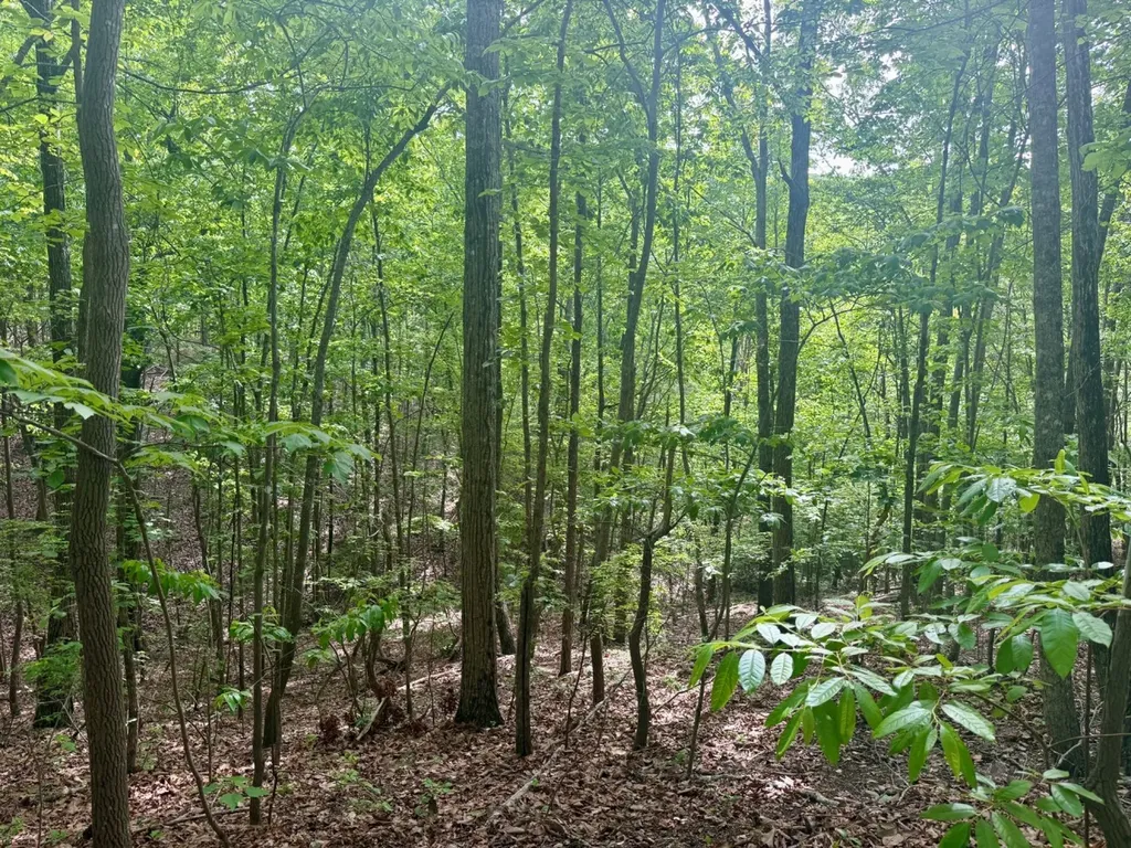 0 Miles Springs Road Pinson AL 35126