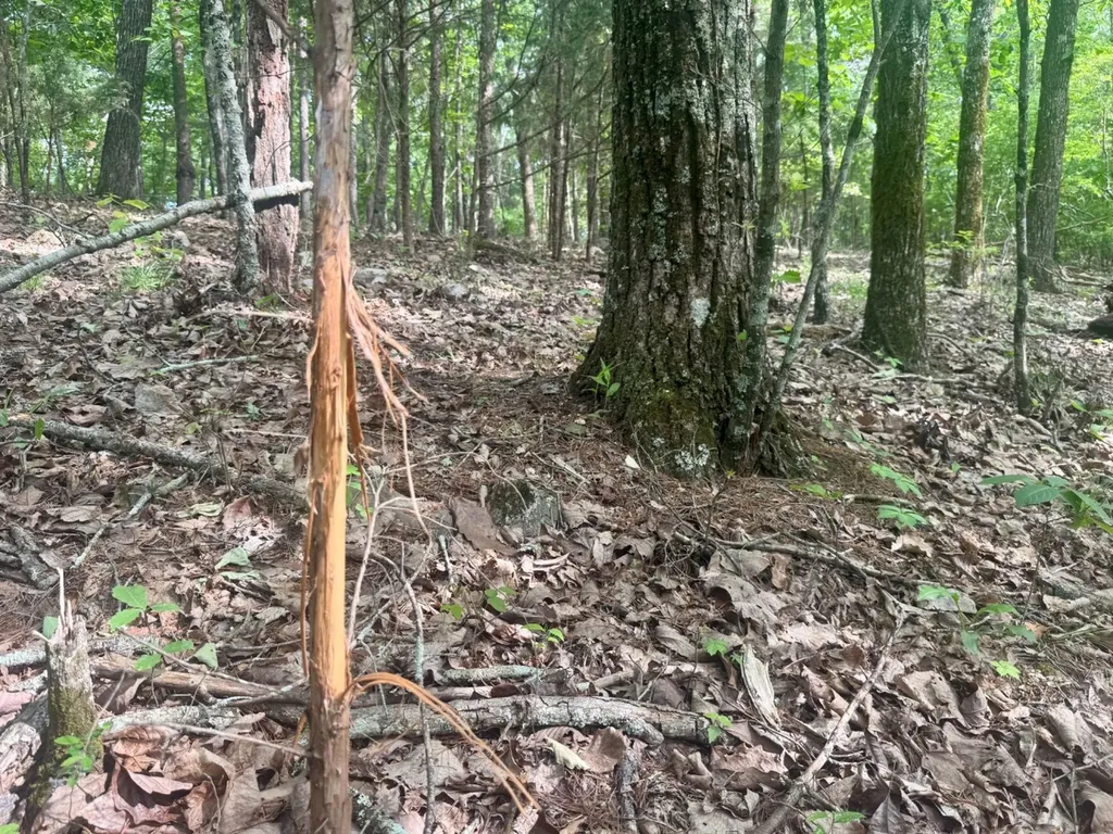 0 Miles Springs Road Pinson AL 35126