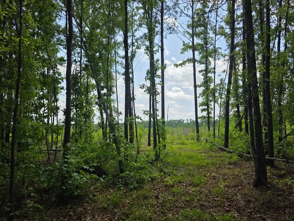 6686 Rembert Hills Road, Sweet Water, Al, 36782 Rembert AL 36782