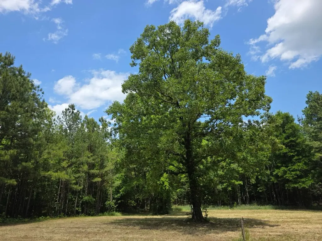6686 Rembert Hills Road, Sweet Water, Al, 36782 Rembert AL 36782