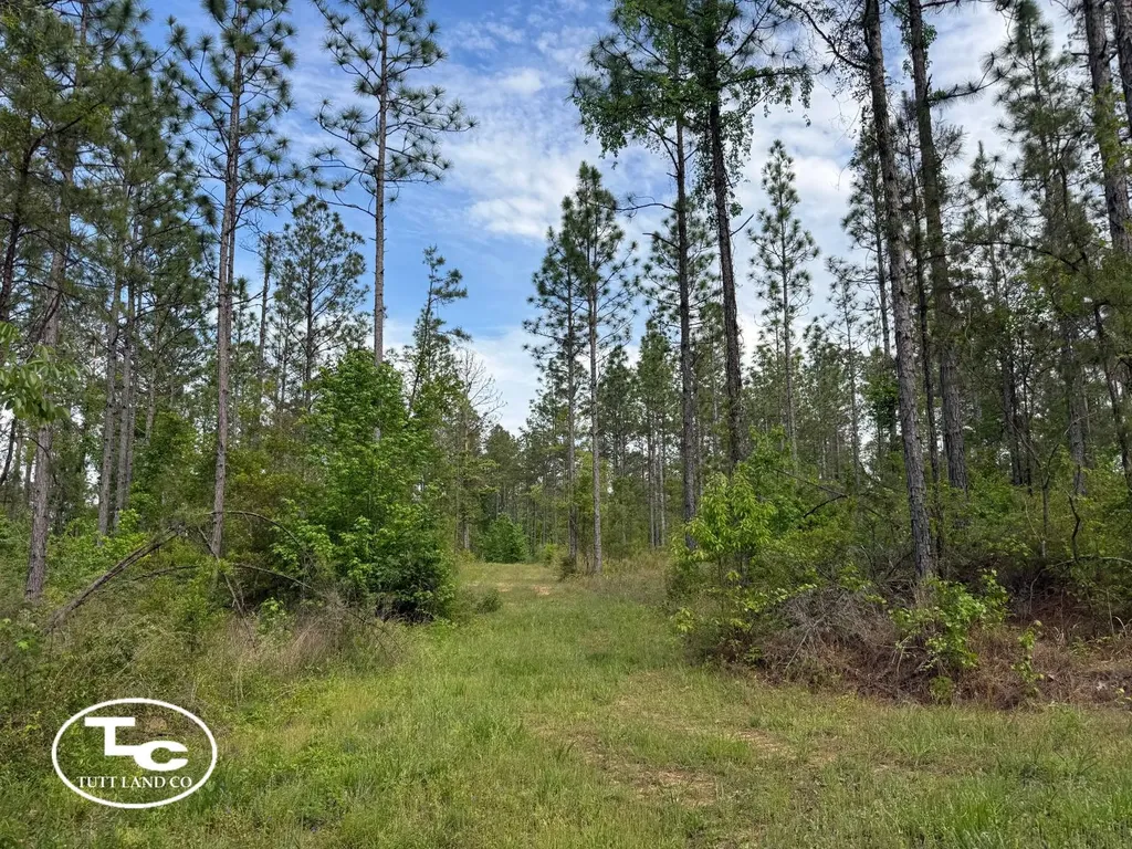 Tbd Bb Bragg Road York AL 36925