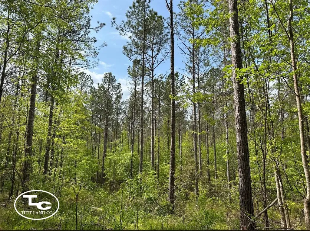 Tbd Bb Bragg Road York AL 36925