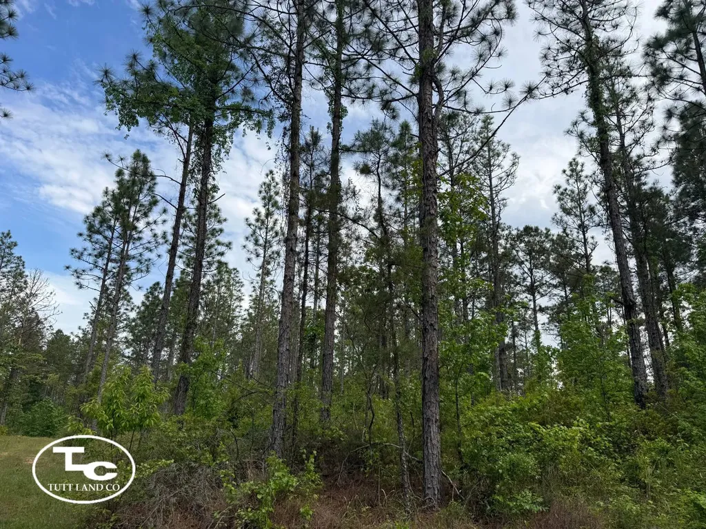 Tbd Bb Bragg Road York AL 36925