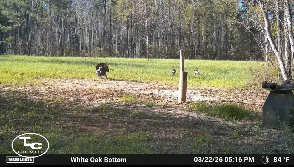 Tbd Bb Bragg Road York AL 36925