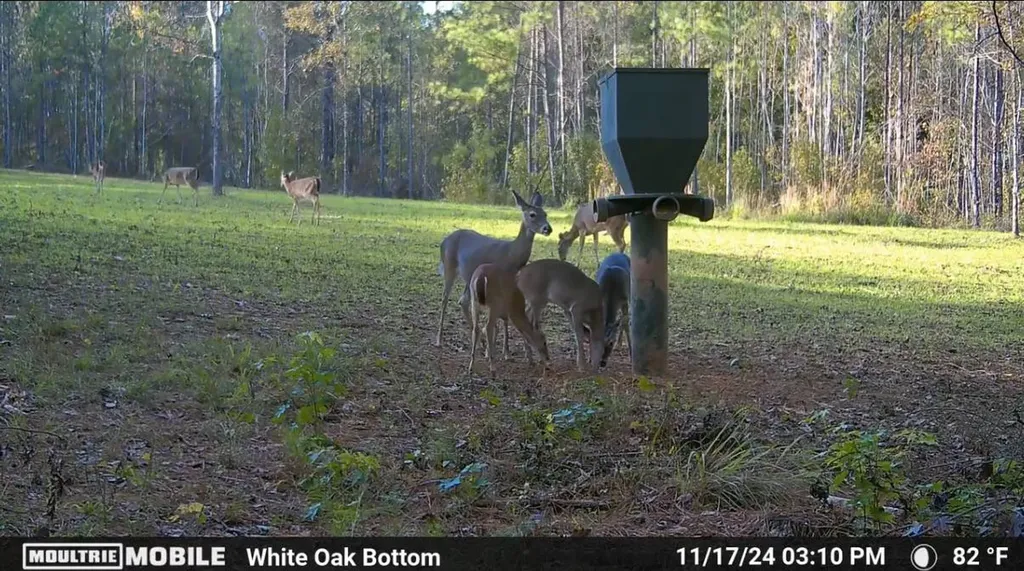 Tbd Bb Bragg Road York AL 36925