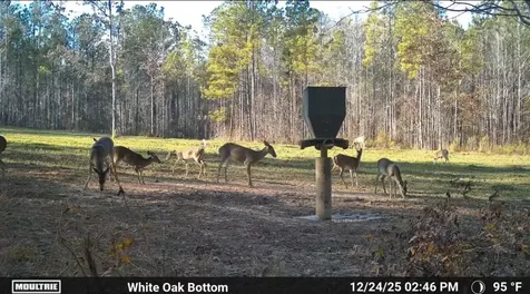 TBD Bb Bragg Road York AL 36925