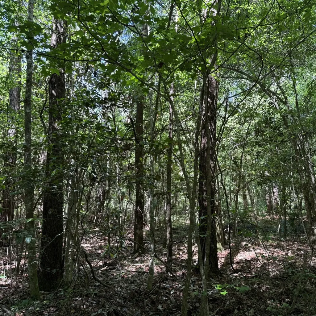 0 County Road 222 Abbeville AL 36310