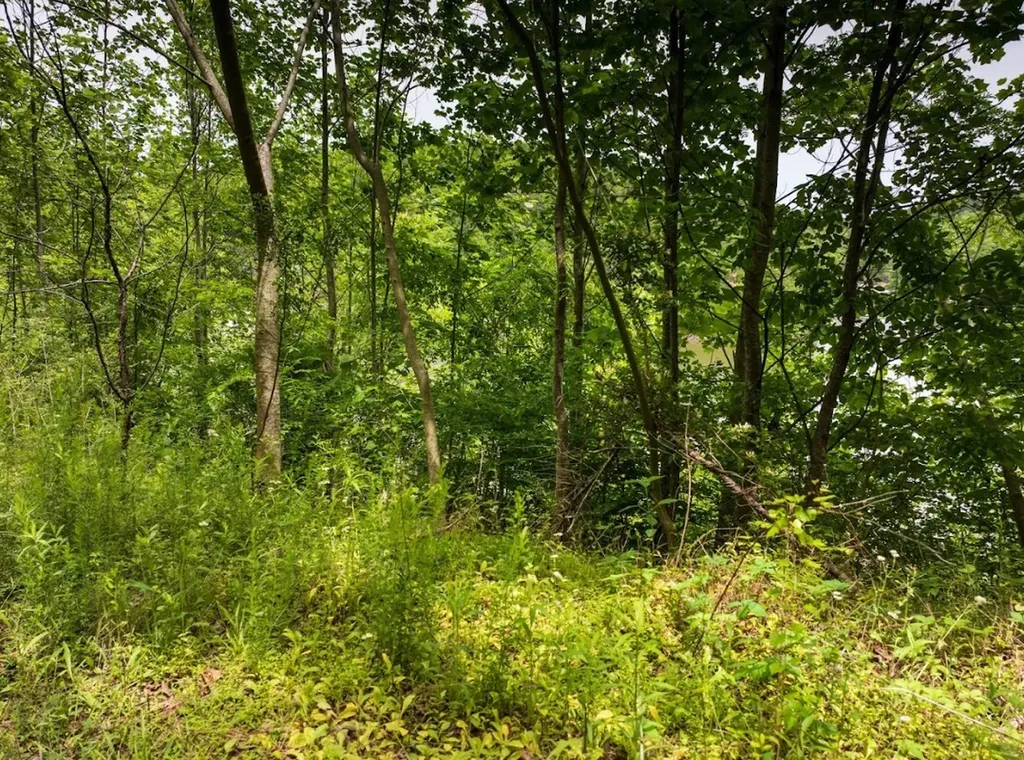 0 Lakeside Drive Arley AL 35541