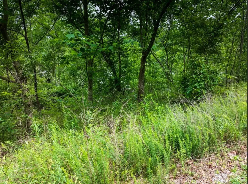 0 Lakeside Drive Arley AL 35541