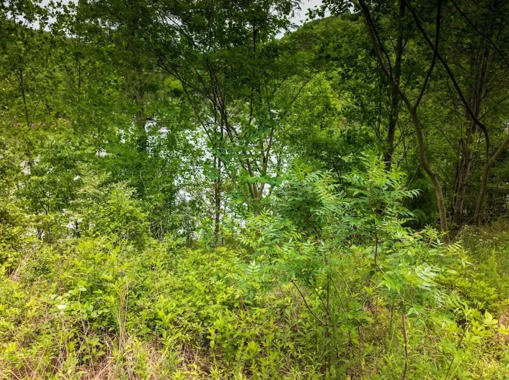 0 Lakeside Drive Arley AL 35541