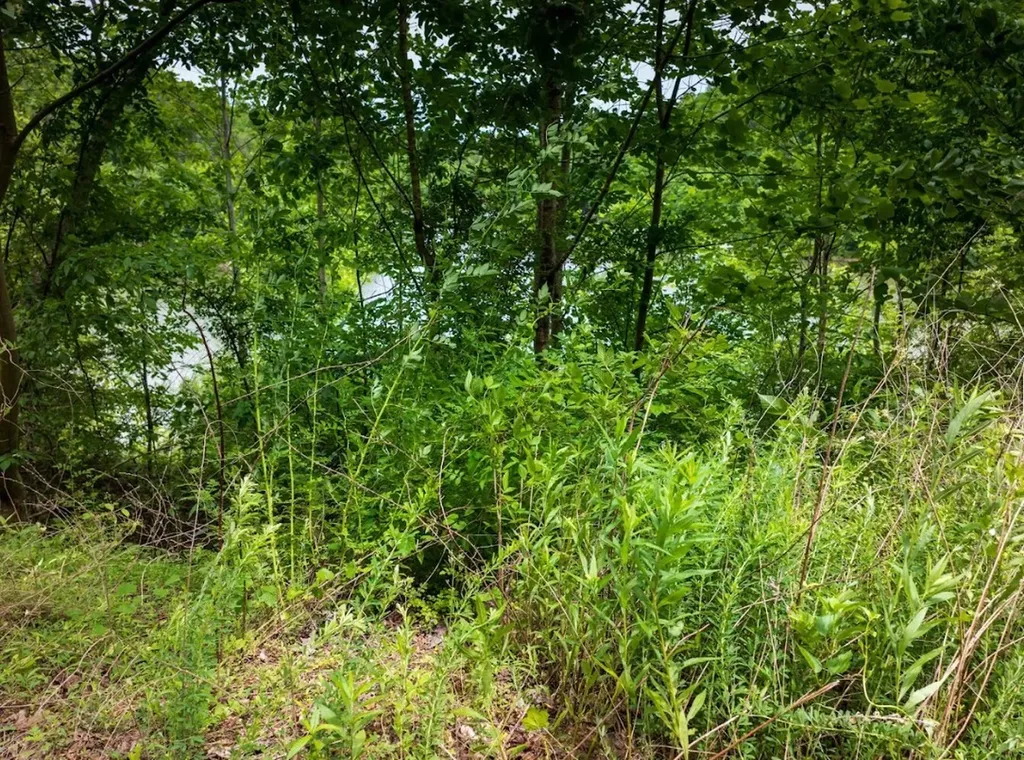 0 Lakeside Drive Arley AL 35541