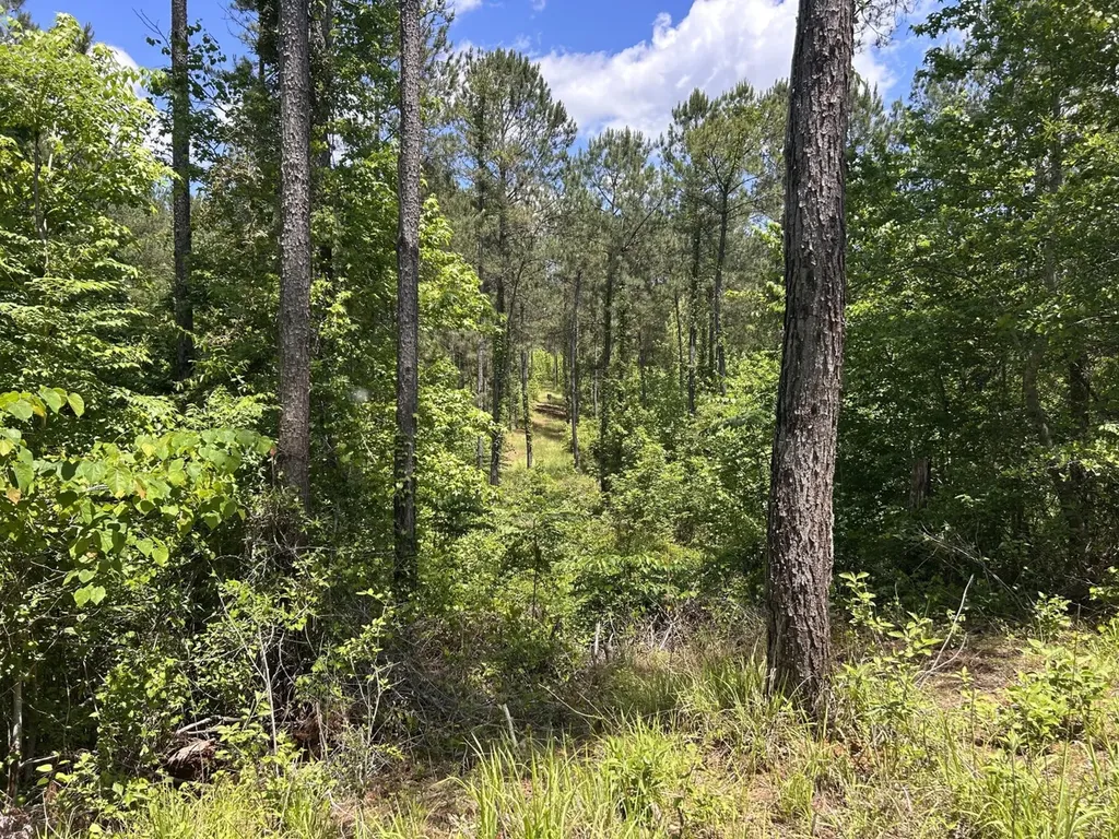 0 County Road 1101 County Road 1101 Shady Grove AL 36035