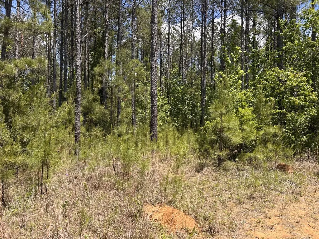 0 County Road 1101 County Road 1101 Shady Grove AL 36035