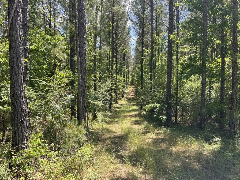 0 County Road 1101 County Road 1101 Shady Grove AL 36035