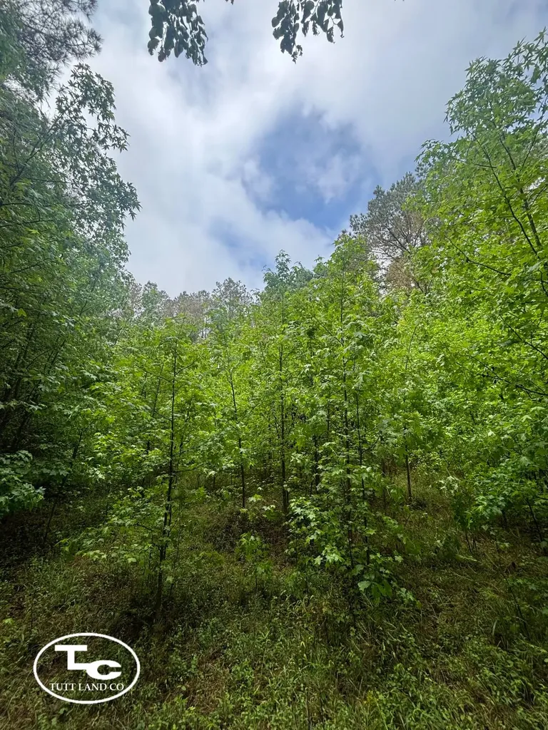 Tbd Jim Essary Road Northport AL 35475