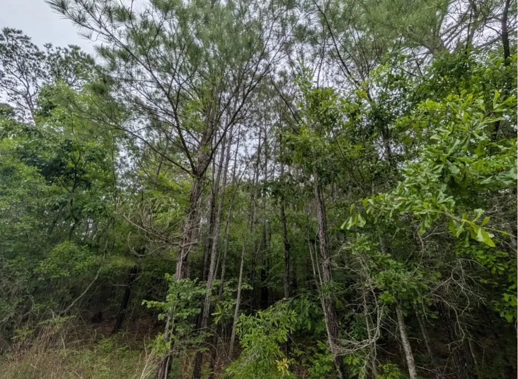 0 Pope Road Ohatchee AL 36271