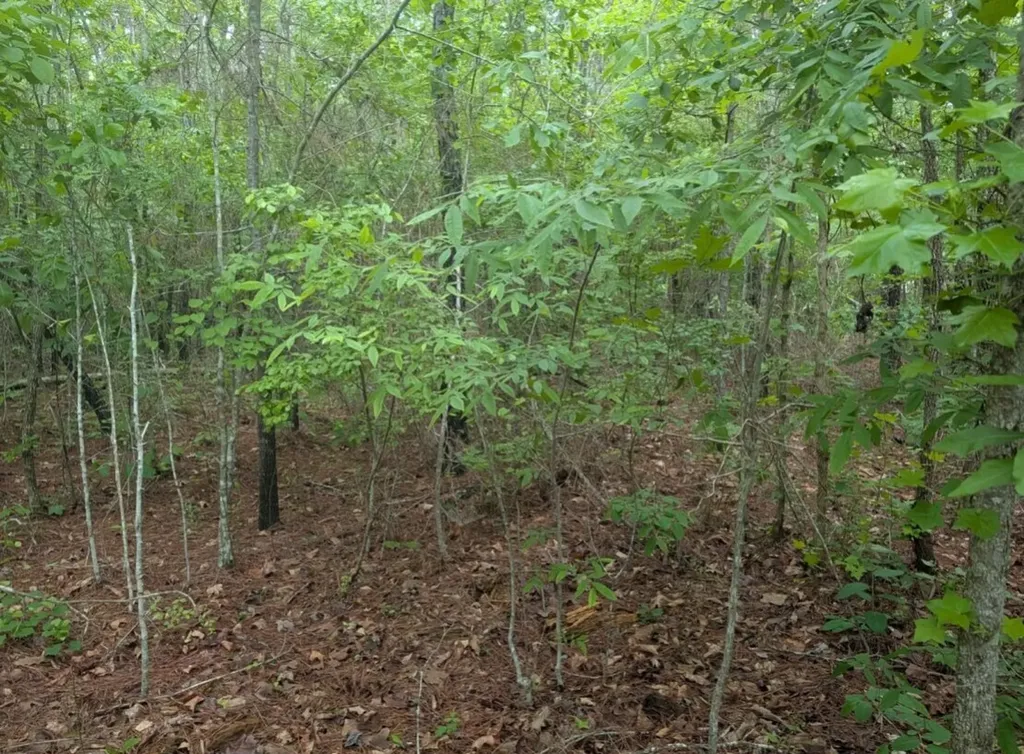 0 Pope Road Ohatchee AL 36271
